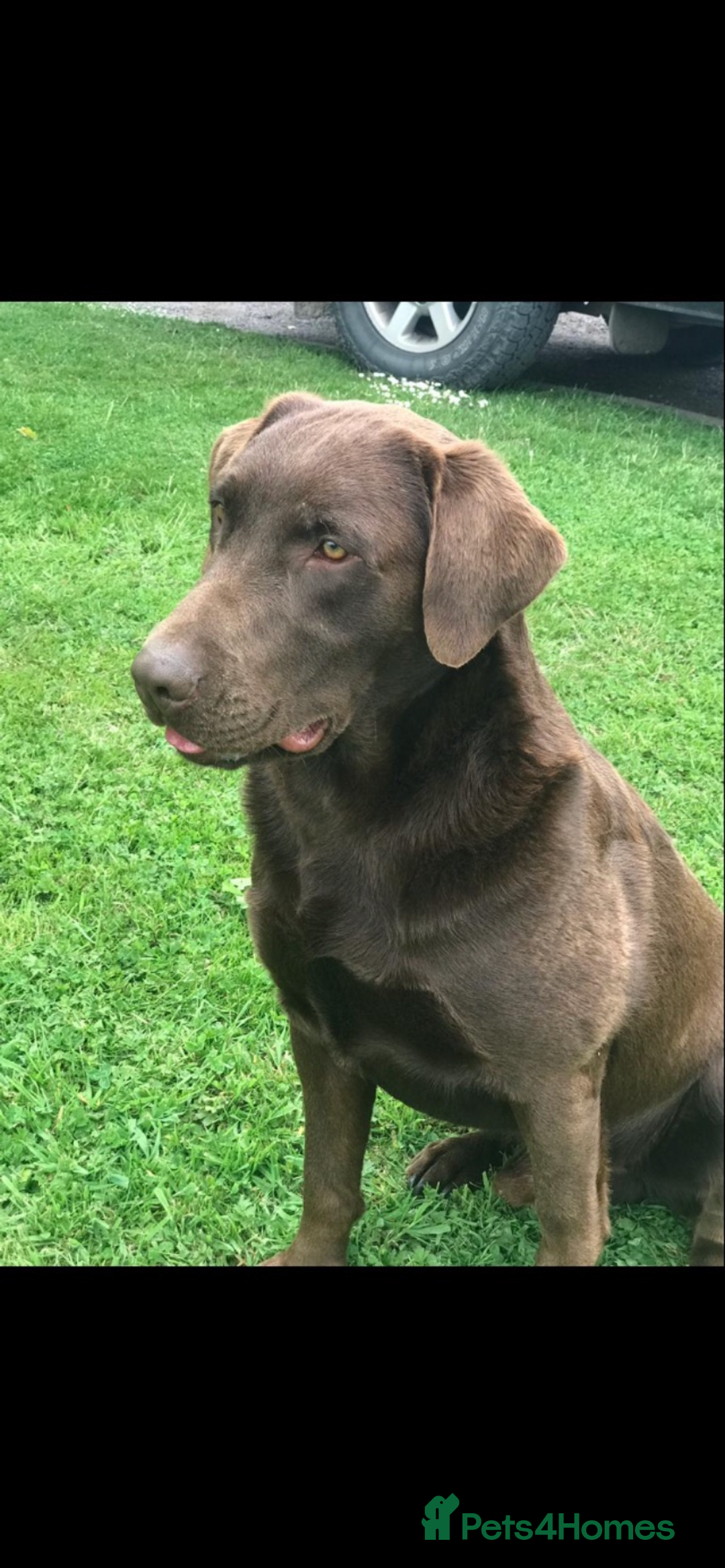 Labrador Retriever dogs for sale: Chunky Chocolate Labrador Puppies - Advert 5