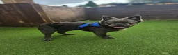 French Bulldog dogs for sale: Visual Fluffy French Bulldog puppies  - Advert 9