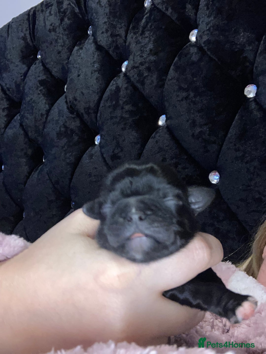 Shih Tzu dogs for sale: Shitzu  - Image 5