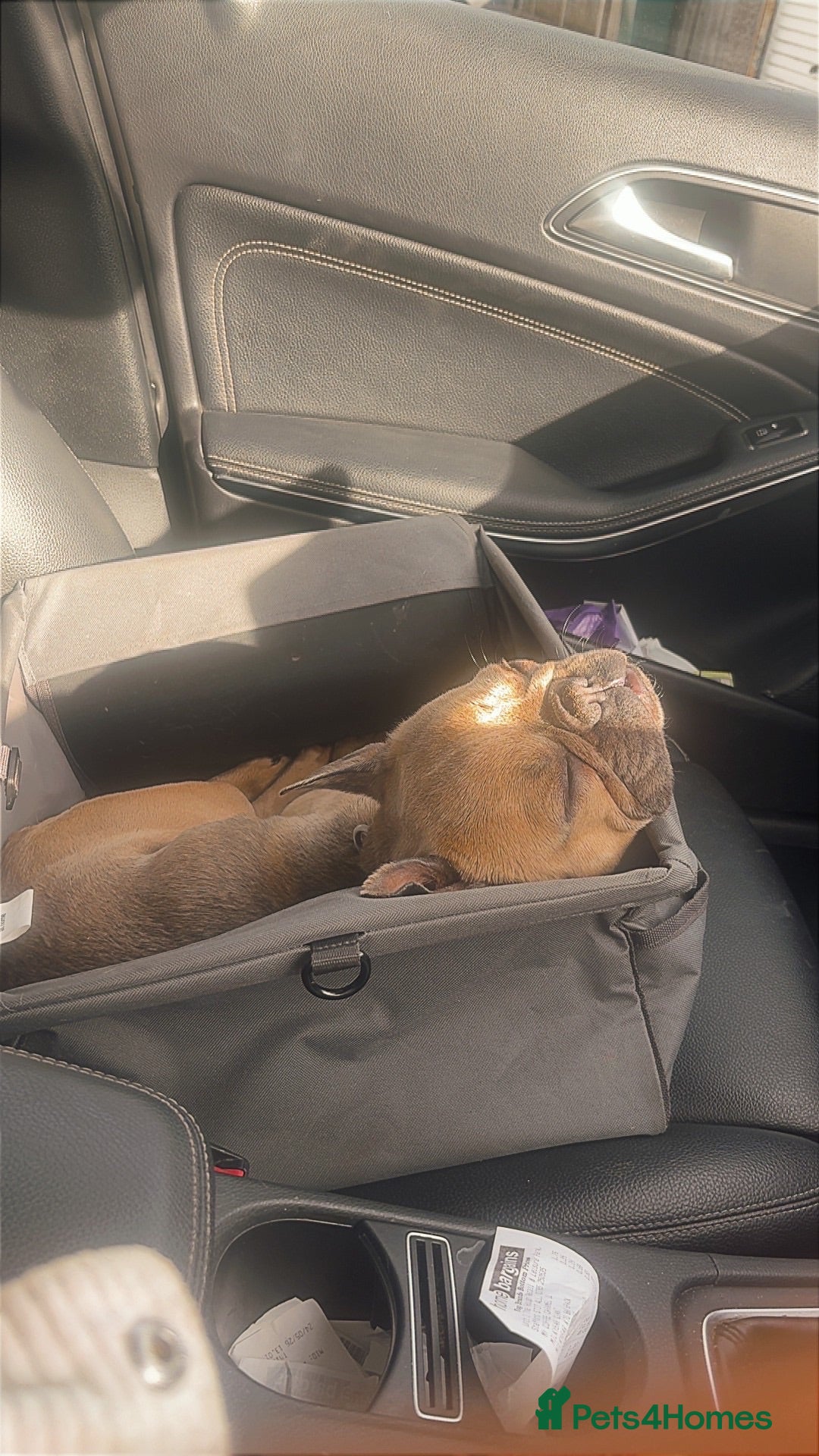 American Bully dogs Luna the frenchie - Advert 22
