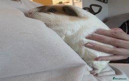 Guinea Pig rodents for sale: Male bonded pair - Image 4