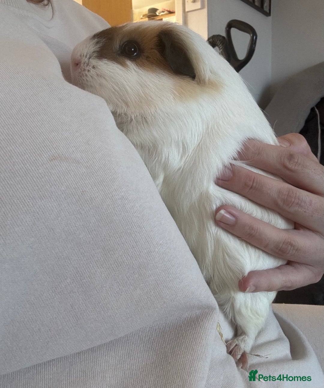 Guinea Pig rodents for sale: Male bonded pair - Image 4