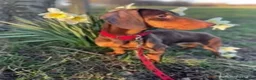 Miniature Dachshund dogs for sale: Chocolate & tan short hair miniature dachshund  - Advert 11
