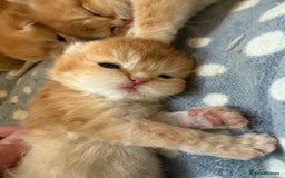 British Shorthair cats for sale: GCCFreg BSH & BLH Chocolate & Black Golden Kittens - Image 11