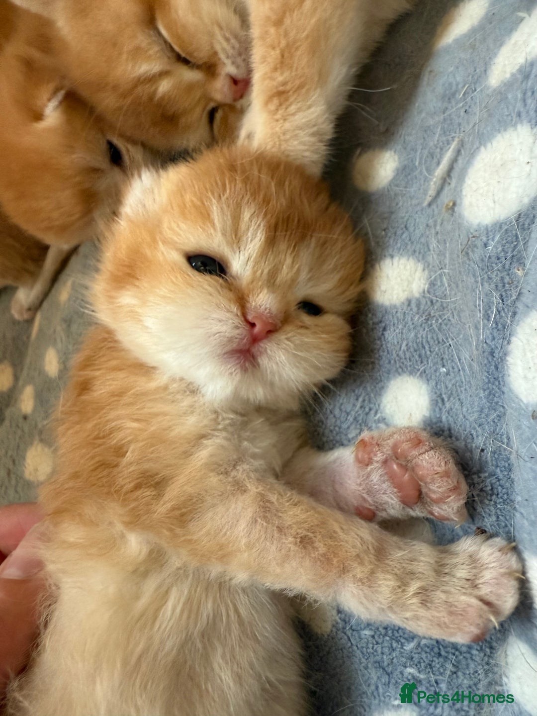 British Shorthair cats for sale: GCCFreg BSH & BLH Chocolate & Black Golden Kittens - Image 11