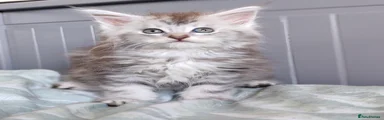 Monroe TitaniumCat 