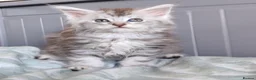 Maine Coon cats for sale: Pure Maine coons kittens ❤️❤️  - Advert 3