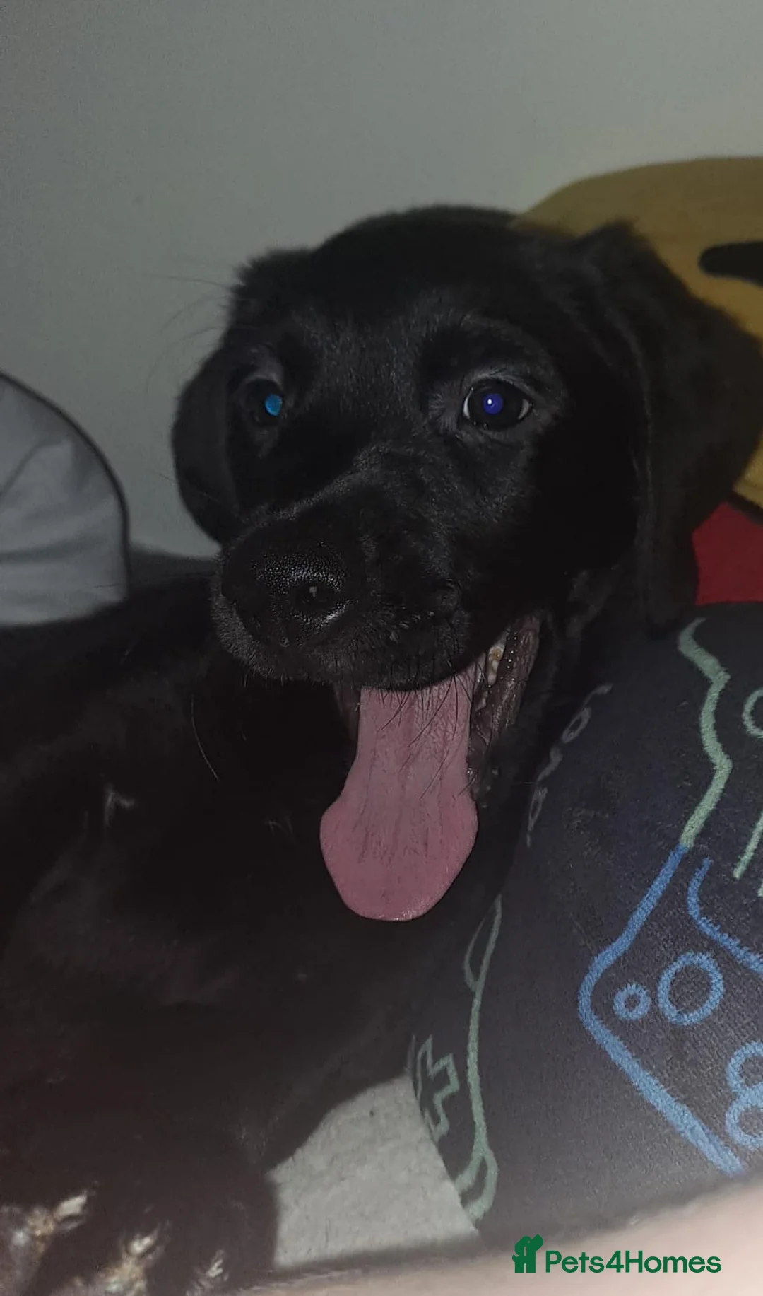 Goldador dogs for sale: Stunning Black Lab/Golden Retriever Puppies - Advert 4