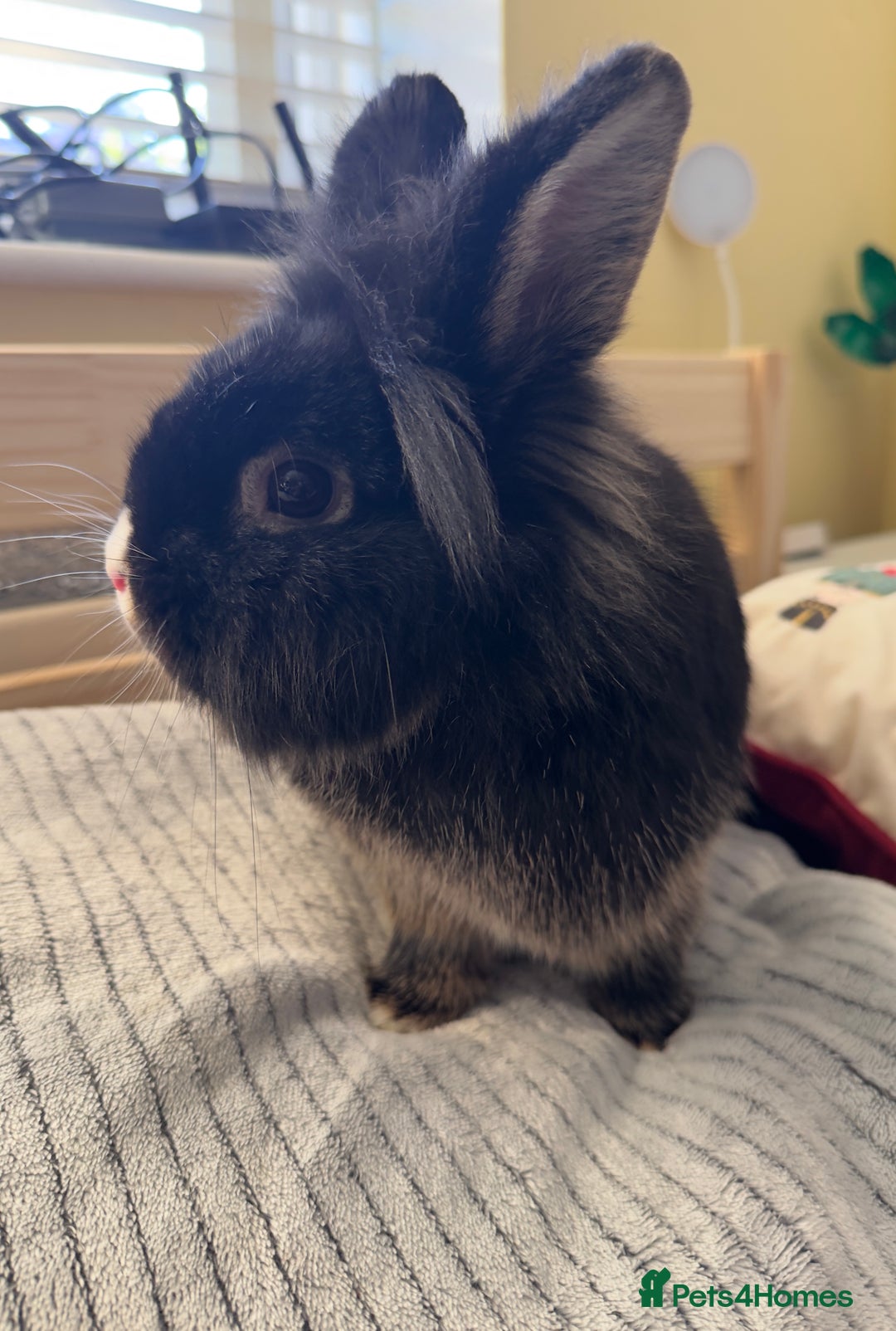Lionhead rabbits for sale: Lionshead rabbits for sale - Advert 4