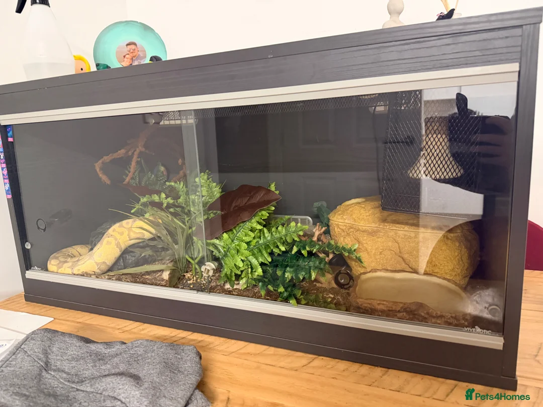 Python Snake reptiles for sale: Female banana 66% het clown with temporary set up in Coalville - Advert 4