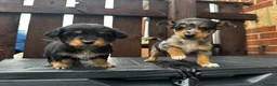 Dachshund dogs for sale: Jackshund puppies looking for a place to call home - Advert 3