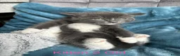 British Shorthair cats for sale: Mixed British short hair kittens  in Wigan - Advert 11