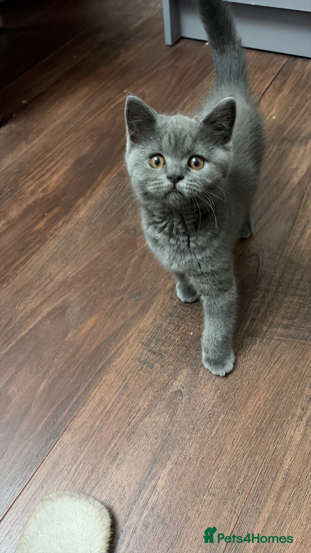 British Shorthair cats British shorthair kittens for sale  - Advert 1