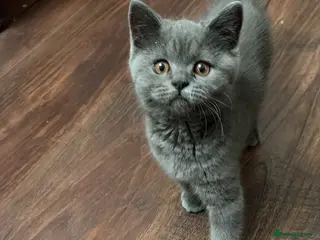 British Shorthair cats British shorthair kittens for sale - Advert 1