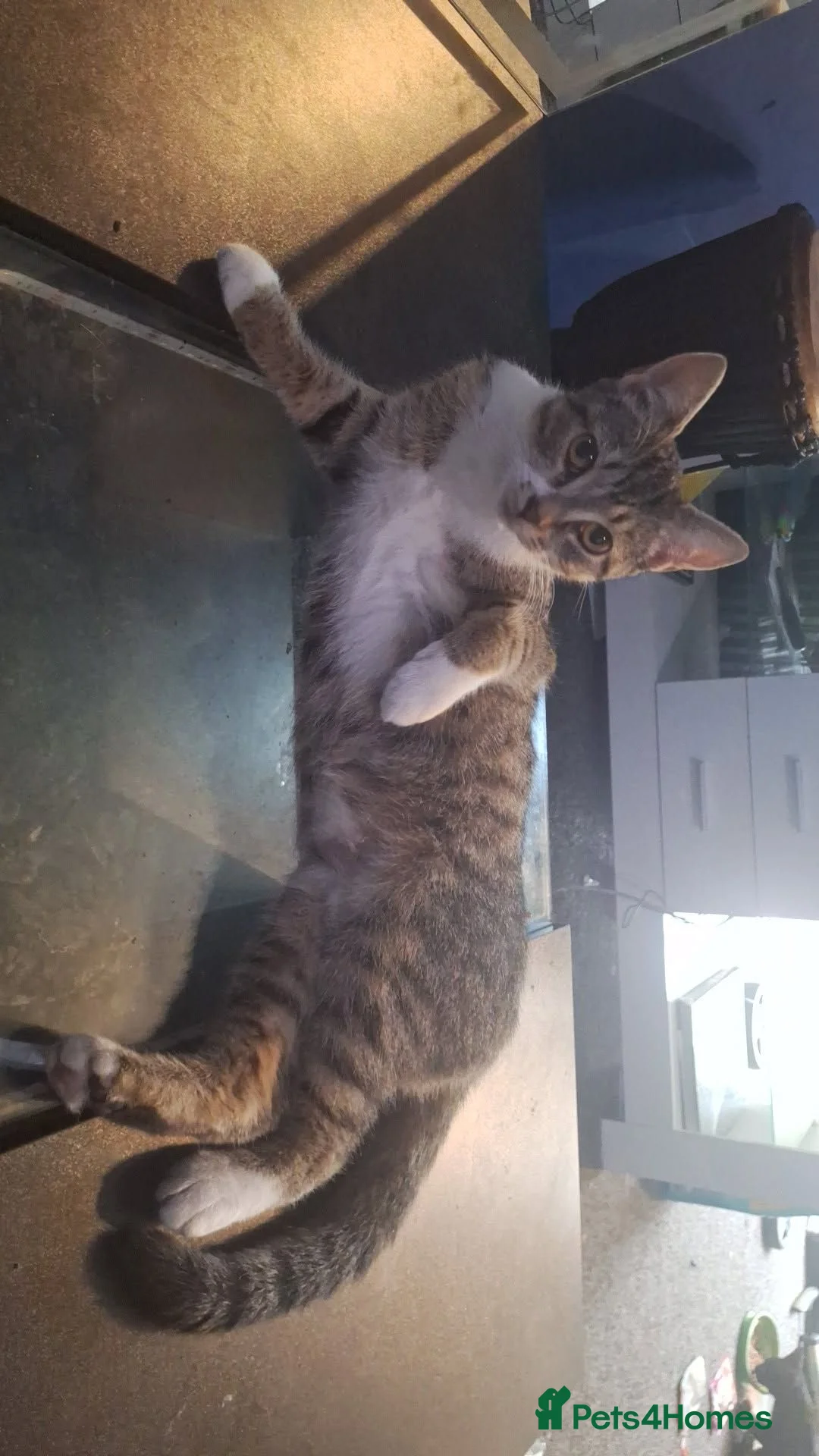 Mixed Breed cats for sale: Mixed tabby short haired - Advert 8