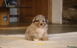 Australian Shepherd dogs for sale: Australian Shepherd Puppies  - Image 22