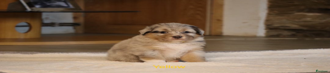 Australian Shepherd Puppy 3