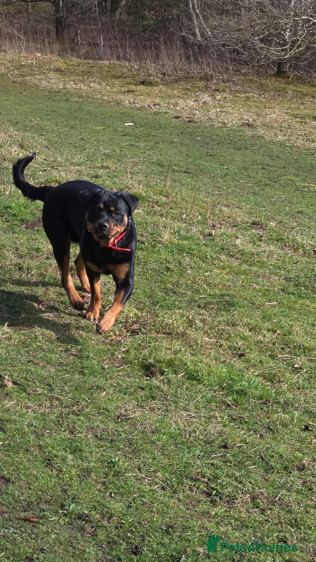 Rottweiler dogs for sale: Rottweiler  in Wrexham - Advert 1