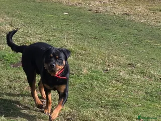 Rottweiler dogs Rottweiler - Advert 1