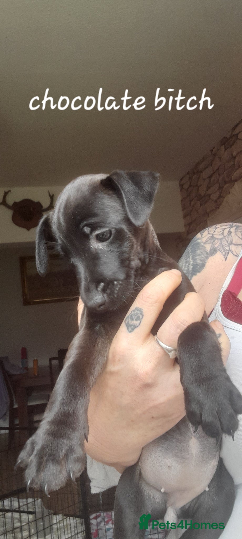 Mixed Breed Puppy 5