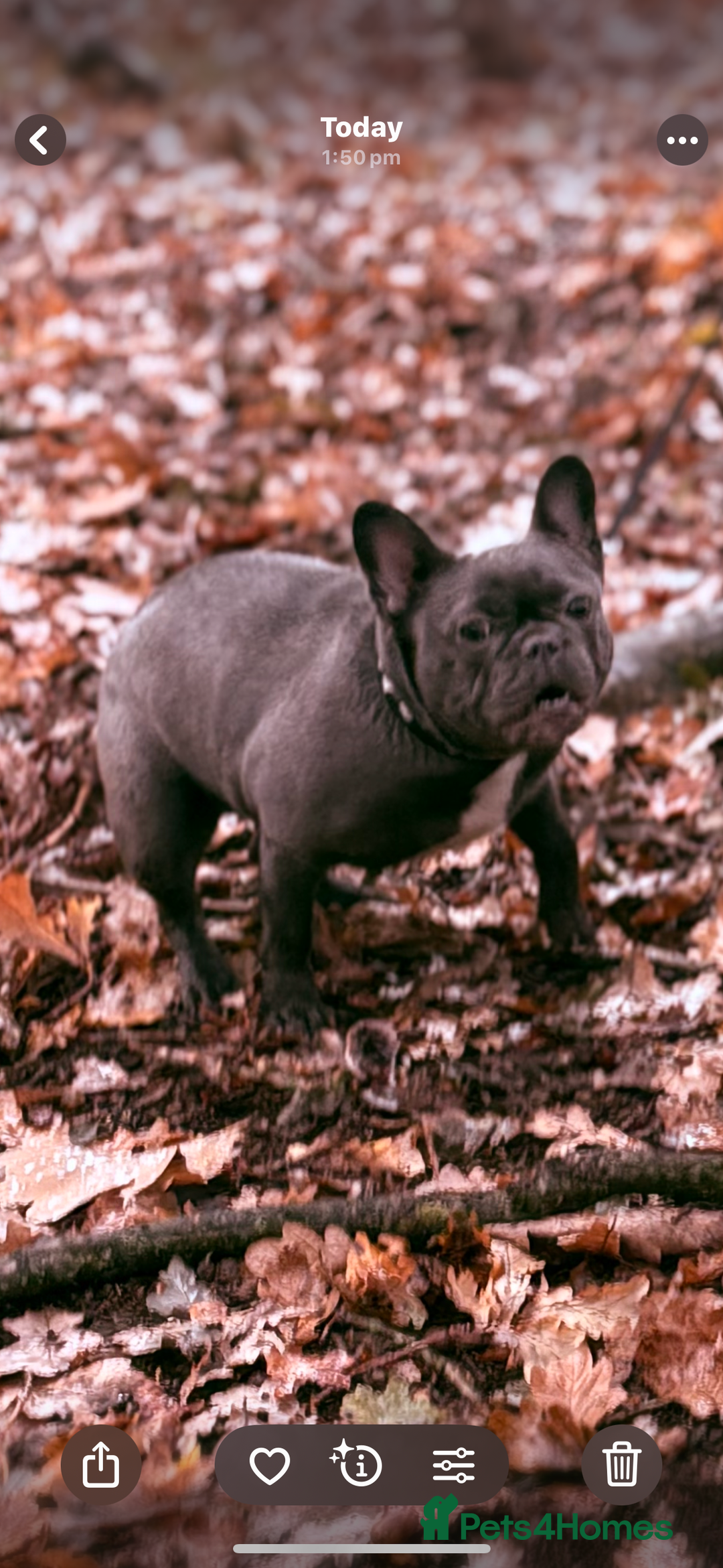 French Bulldog dogs for sale: French bulldog pup  - Image 4
