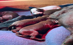 Mixed Breed dogs for sale: Cocker x beddlington terrier - Image 6