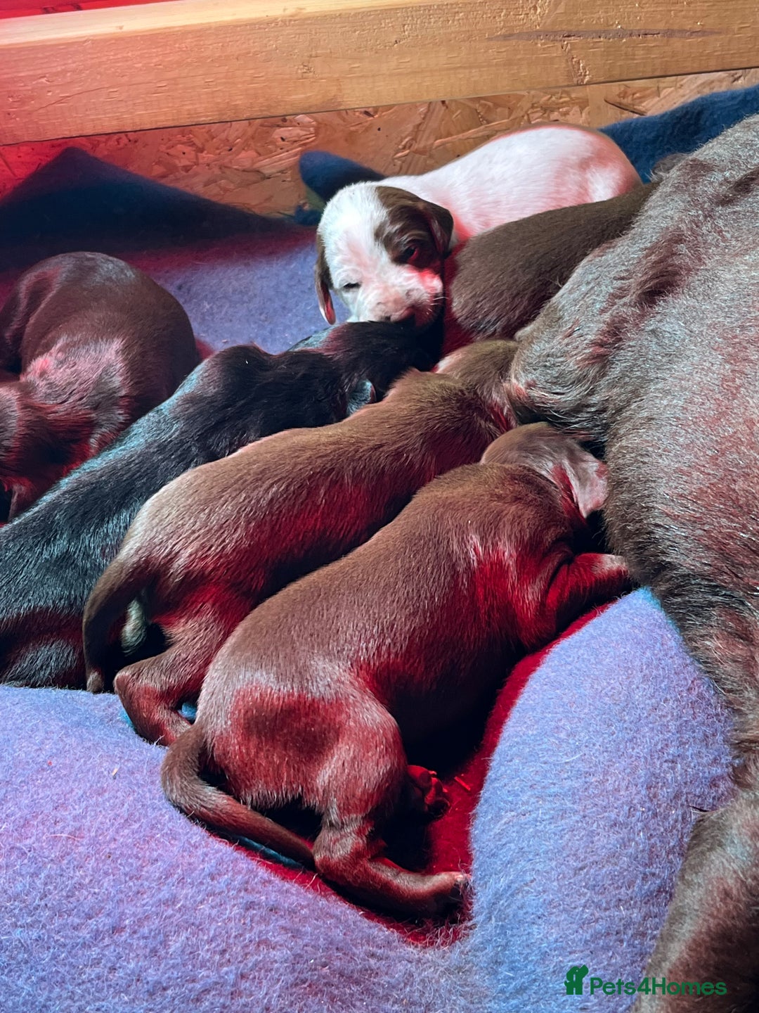 Mixed Breed dogs for sale: Cocker x beddlington terrier - Image 6