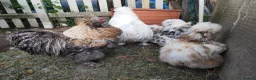 Chickens poultry for sale: USA silkie chicks/ hatching eggs CPQ quails - Advert 32