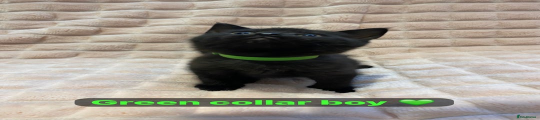 Green collar-Boy