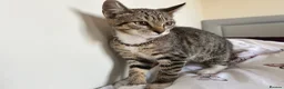 Mixed Breed cats for sale: Two kittens - Advert 5