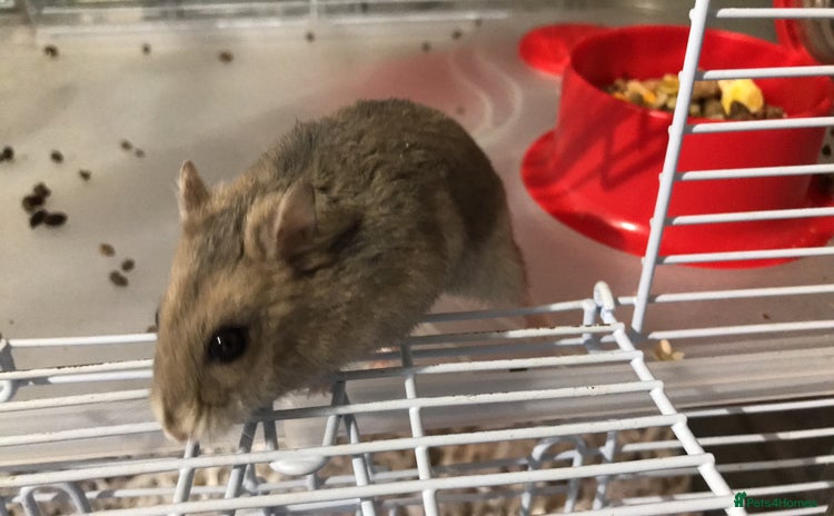 Hamster rodents - Advert 1