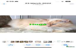 Ragdoll cats for sale: Stunning Ragdoll kittens  - Image 7