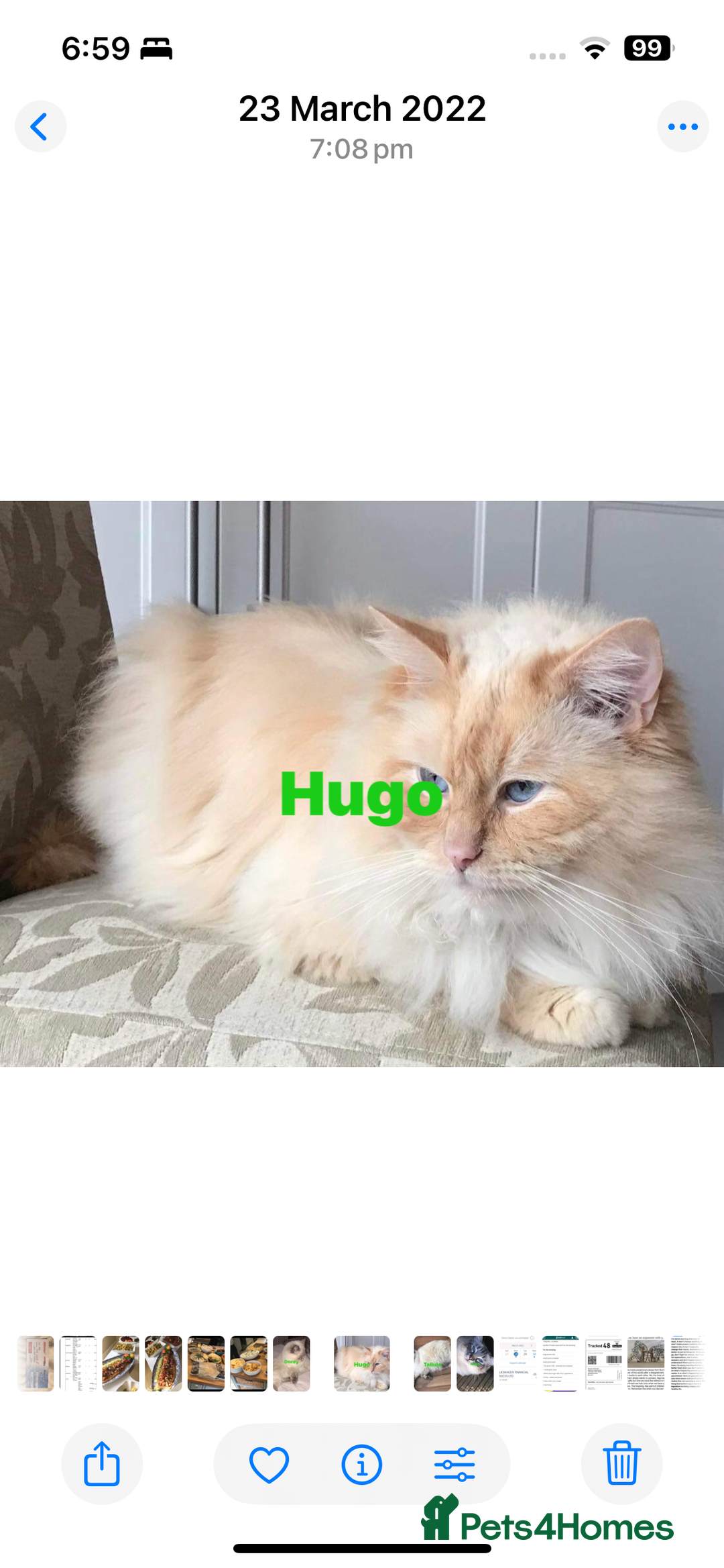 Ragdoll cats for sale: Stunning Ragdoll kittens  - Image 7
