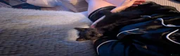 Domestic Shorthair cats for sale: My baby's  - Advert 6