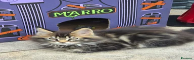 Maine Coon 2