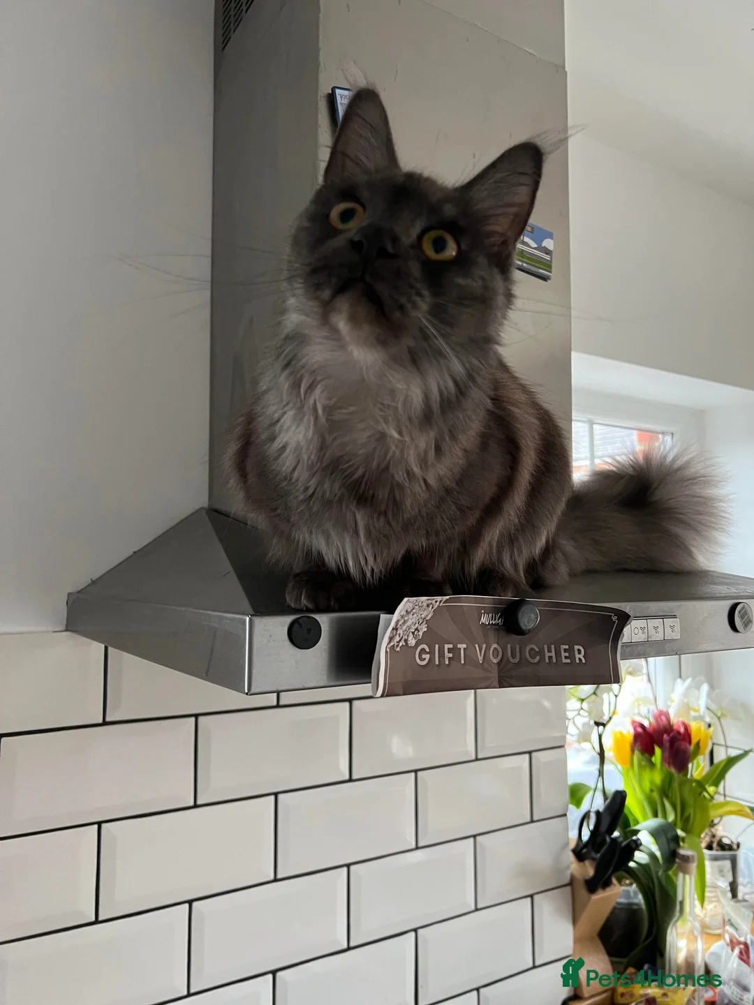 Maine Coon cats for sale: Kitten big XXL black  silver tabby Maine Coon - Advert 6