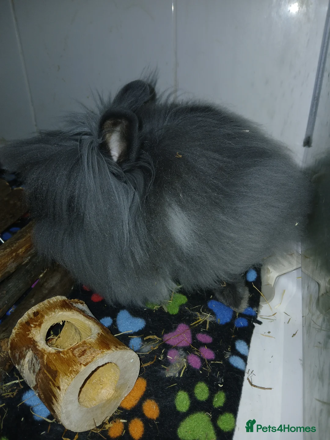 Lionhead rabbits for sale: Lionhead baby rabbit - Advert 3