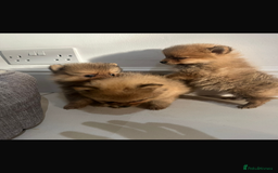 Pomeranian dogs for sale: Miniature Pomeranian  - Image 9
