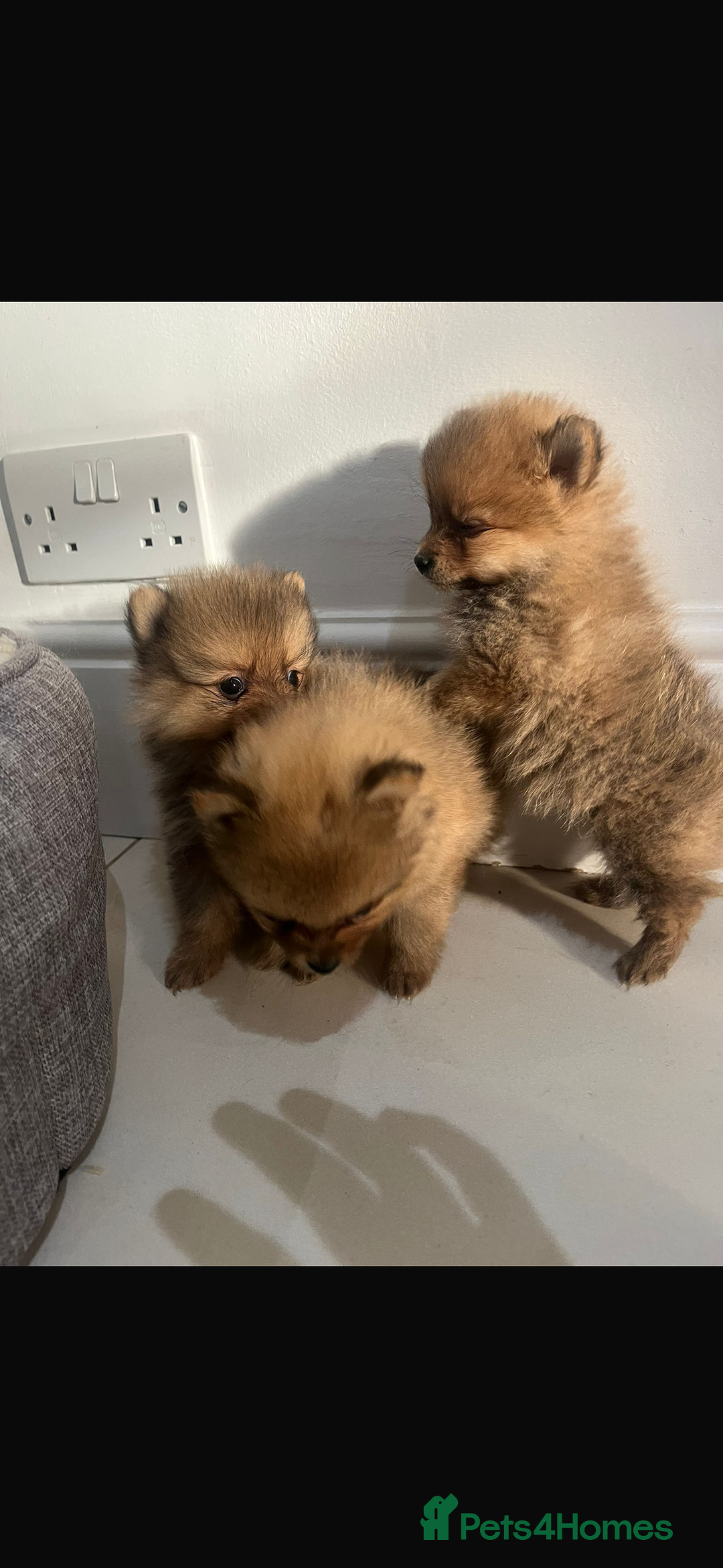 Pomeranian dogs for sale: Miniature Pomeranian  - Image 9