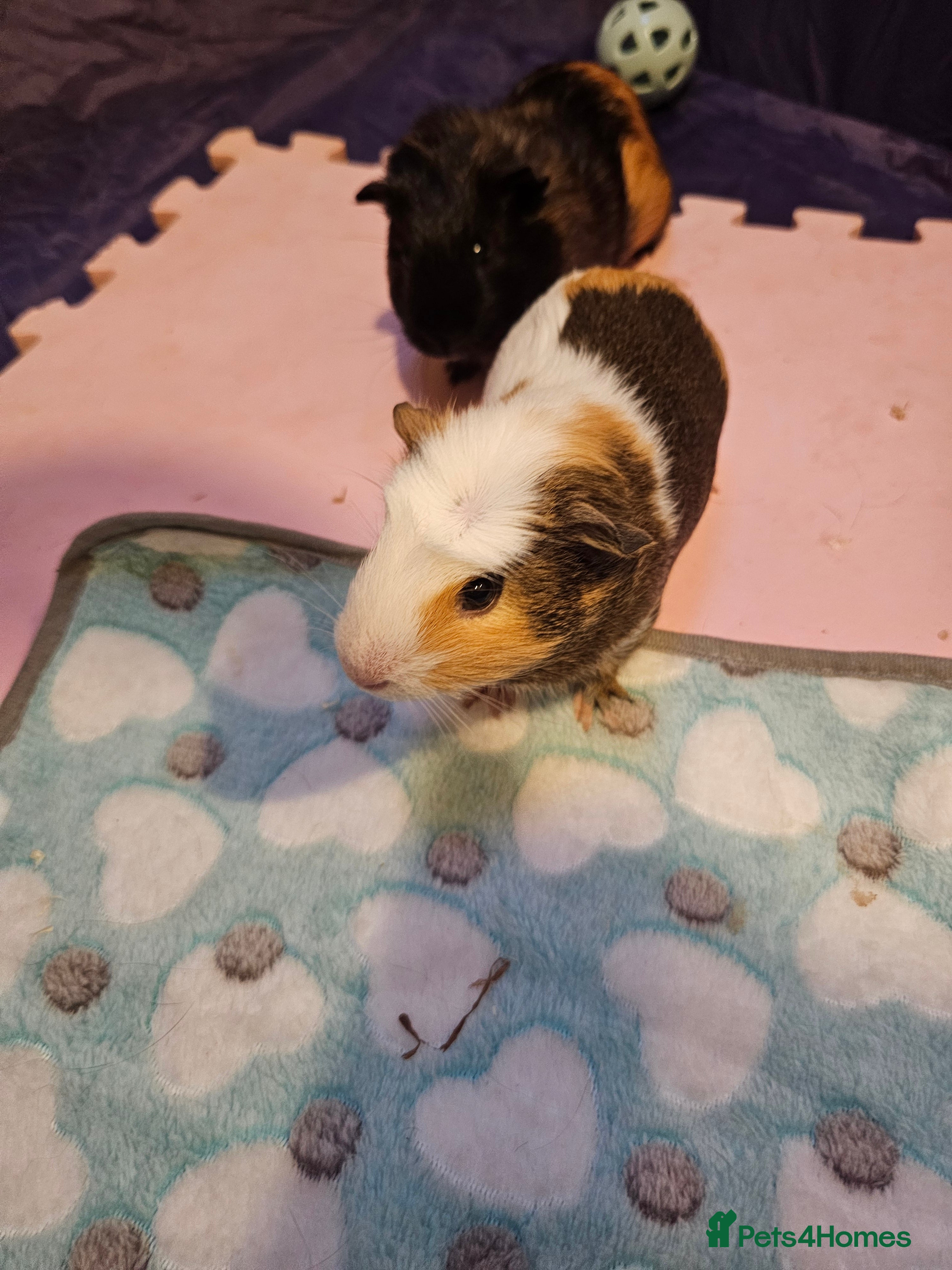 Guinea Pig rodents Male bonded Guinea Pigs looking for a forever home in Hemel Hempstead - Advert 11