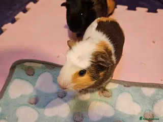 Guinea Pig rodents Male bonded Guinea Pigs looking for a forever home in Hemel Hempstead - Advert 11