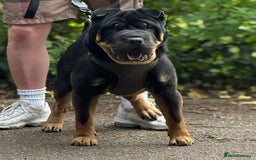 Shar Pei dogs for stud: Shar Pei stud  - Image 3