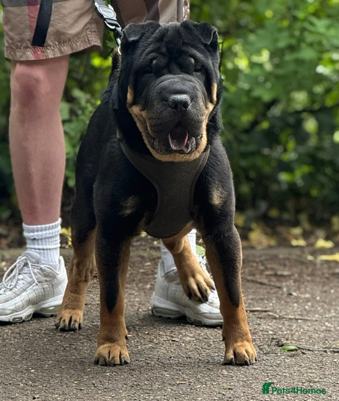 Shar Pei dogs for stud: Shar Pei stud  - Image 3