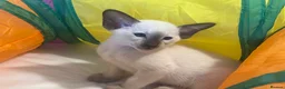 Siamese cats for sale: Siamese kittens - Advert 12