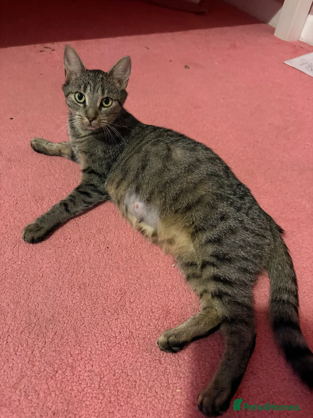 Mixed Breed cats for sale: Litter of 7 kittens  - Advert 1