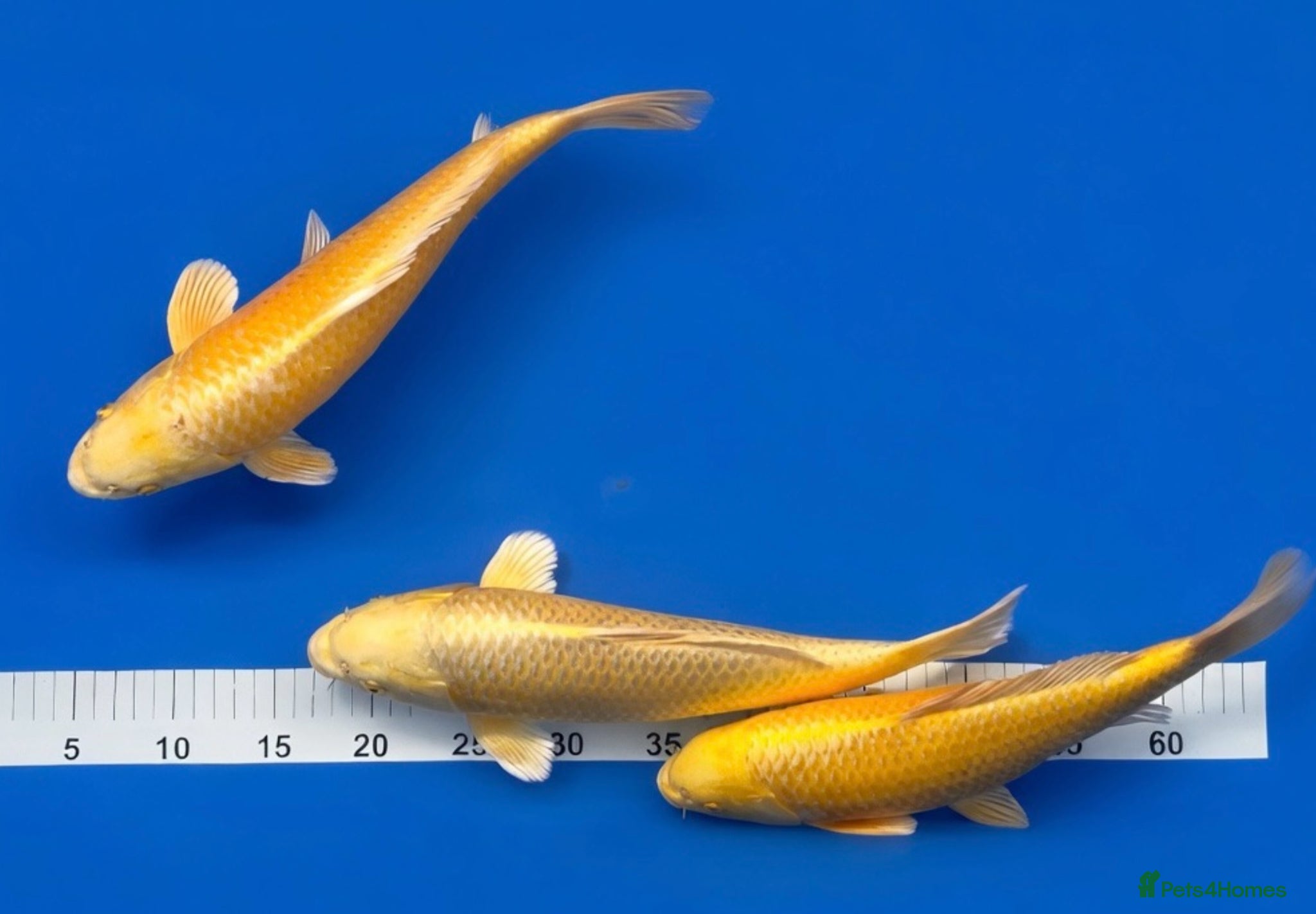 Koi Carp fish MASSIVE KOI SALE - Advert 17