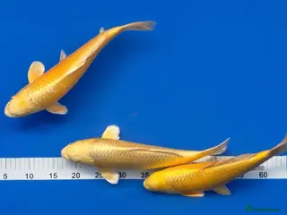 Koi Carp fish MASSIVE KOI SALE - Advert 17