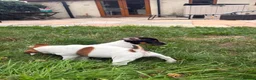 Jack Russell dogs for sale: 5 male Jack Russell puppies ready to go - Advert 8