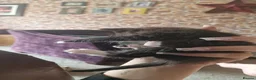 British Longhair cats for sale: 4 longhaird kittens  in Cleckheaton - Advert 6