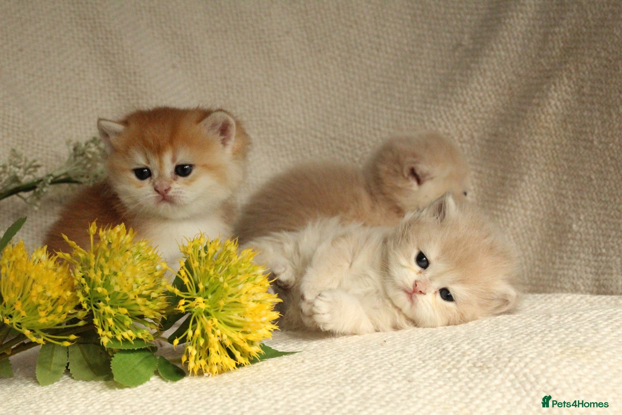 British Shorthair cats Champion Bloodline Blue Golden/Golden BSH/BLH - Advert 1